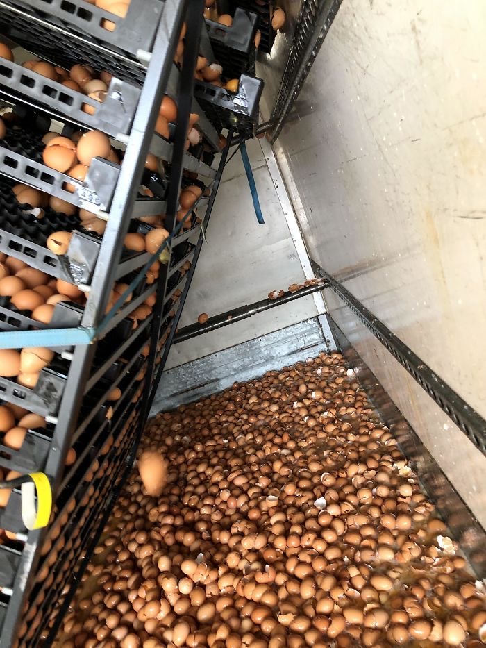 The Great Egg Massacre of 2025