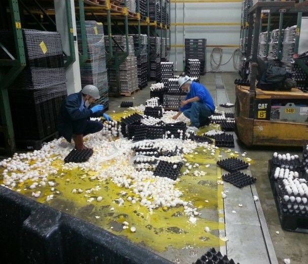 The Day the Eggs Hit Back