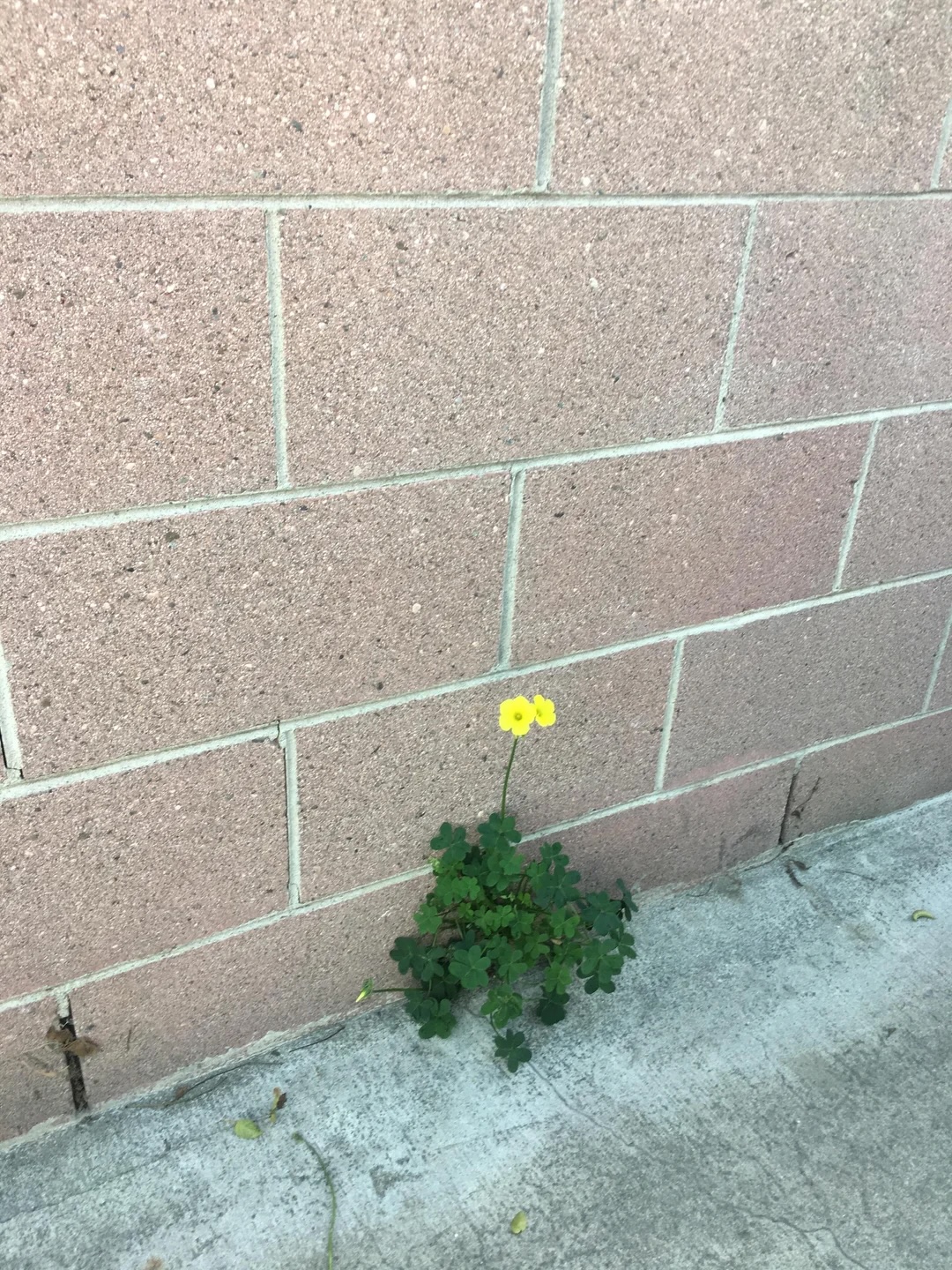 Even nature finds a way to win against the odds.