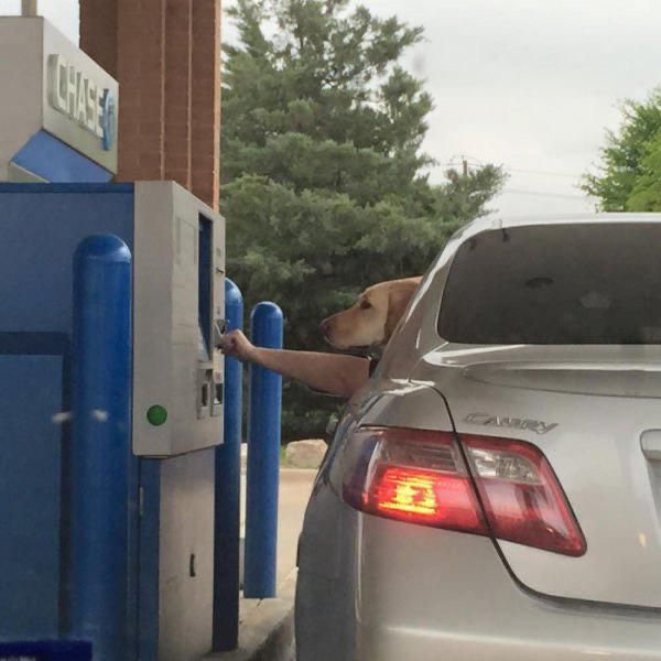 Driver’s a Good Boy. Yes He Is!