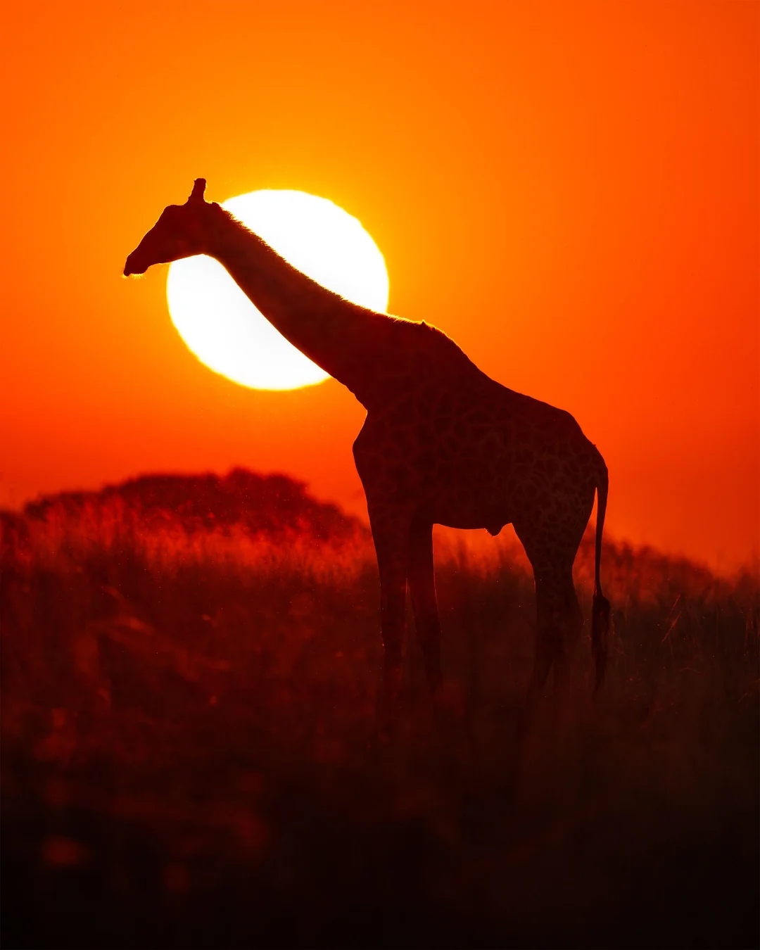 The universe really nailed the golden hour.