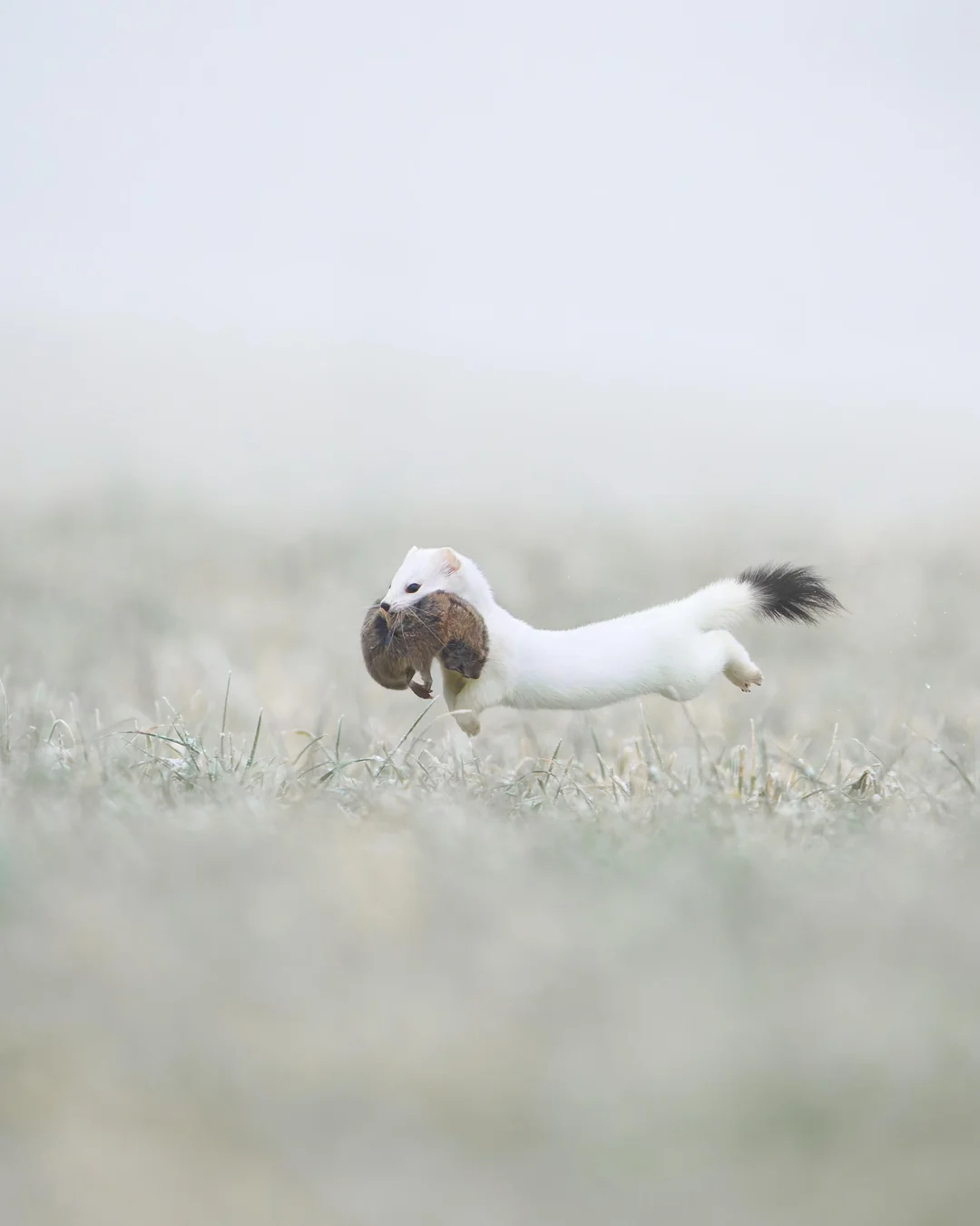 A moment of pure, wild precision.