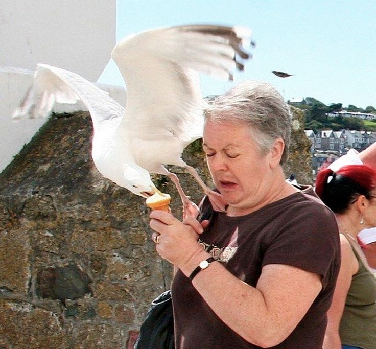 Bird: 1. Ice Cream: 0. Dignity: Also 0.