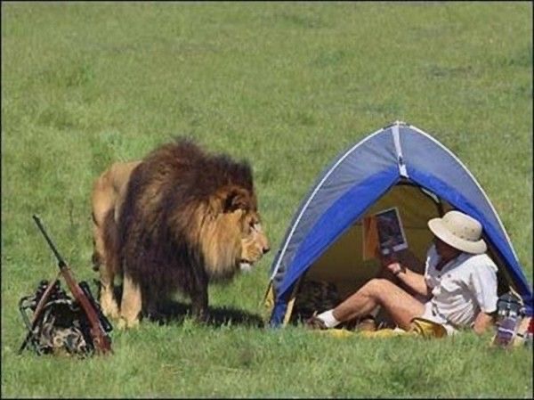 Nothing Says ‘Relaxing Camping’ Like a Lion Nearby