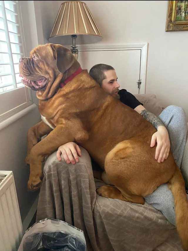 He says he's a lap dog but the lap doesn't agree.