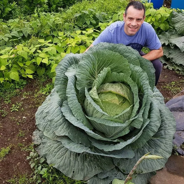 Cabbage so big you can hang it as a lamp.