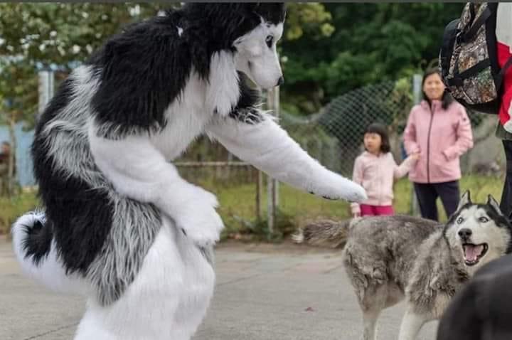 Humans are weirder than dogs.