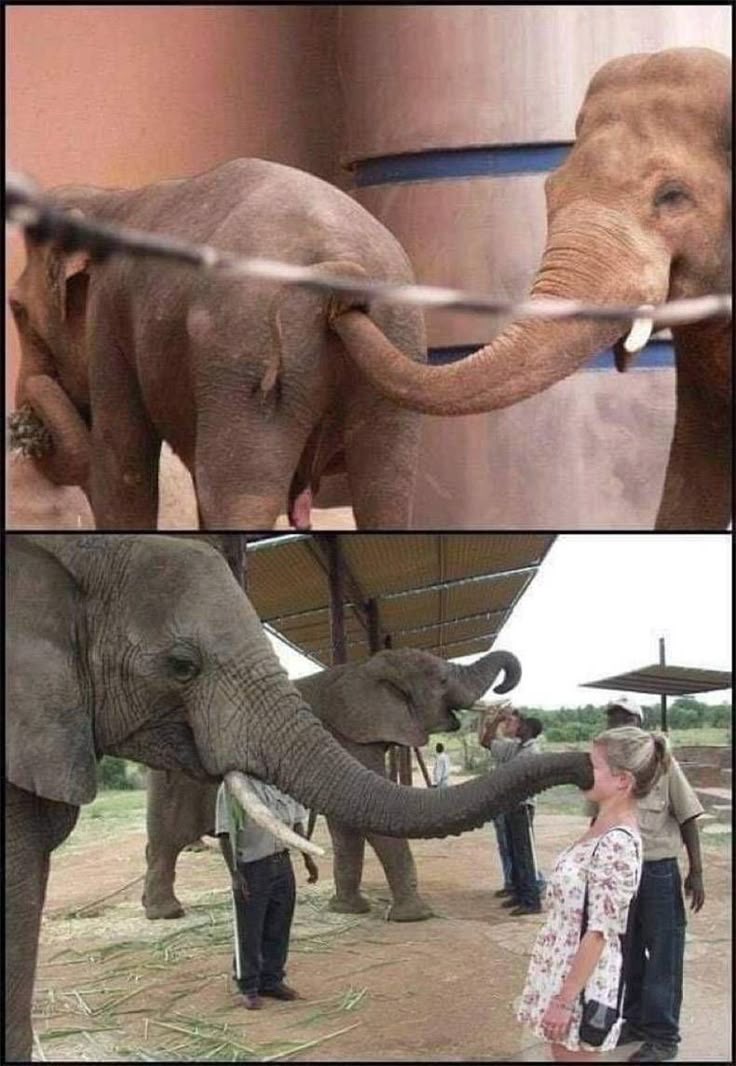 The elephant wanted to do a prank.