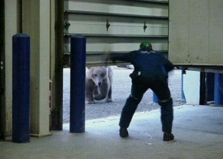Bear Considers Lunch.