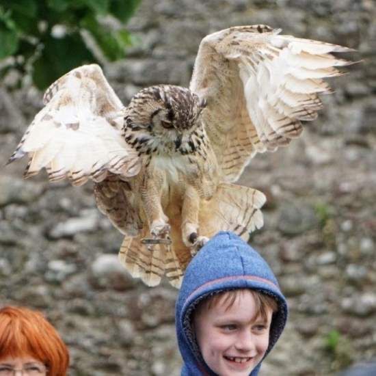 Owl Locked on Boy’s Head Like It’s a Field Mouse