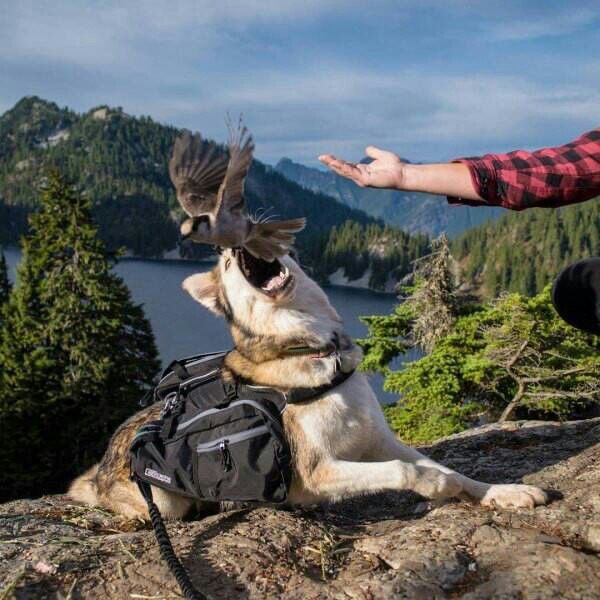 Bird’s About to Learn About Predators