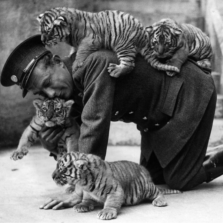 Tiger Therapy: Group Edition