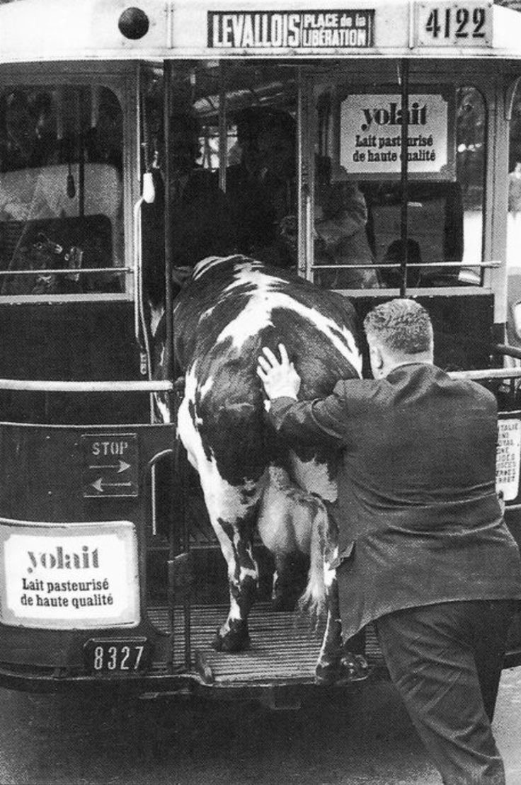 Next Stop: Moo York City