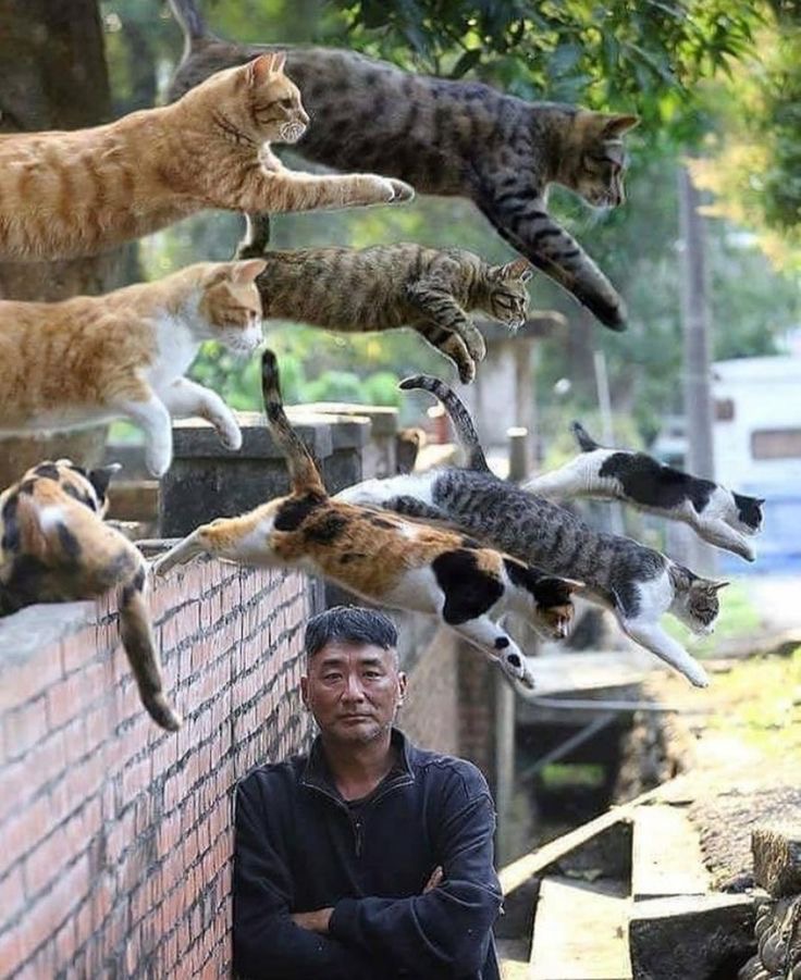 The Great Kitty Uprising Begins