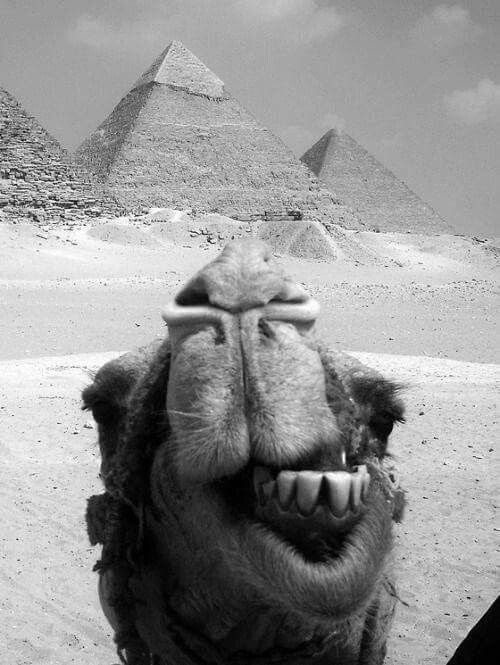 “Did I Just Photobomb the Pyramids?”