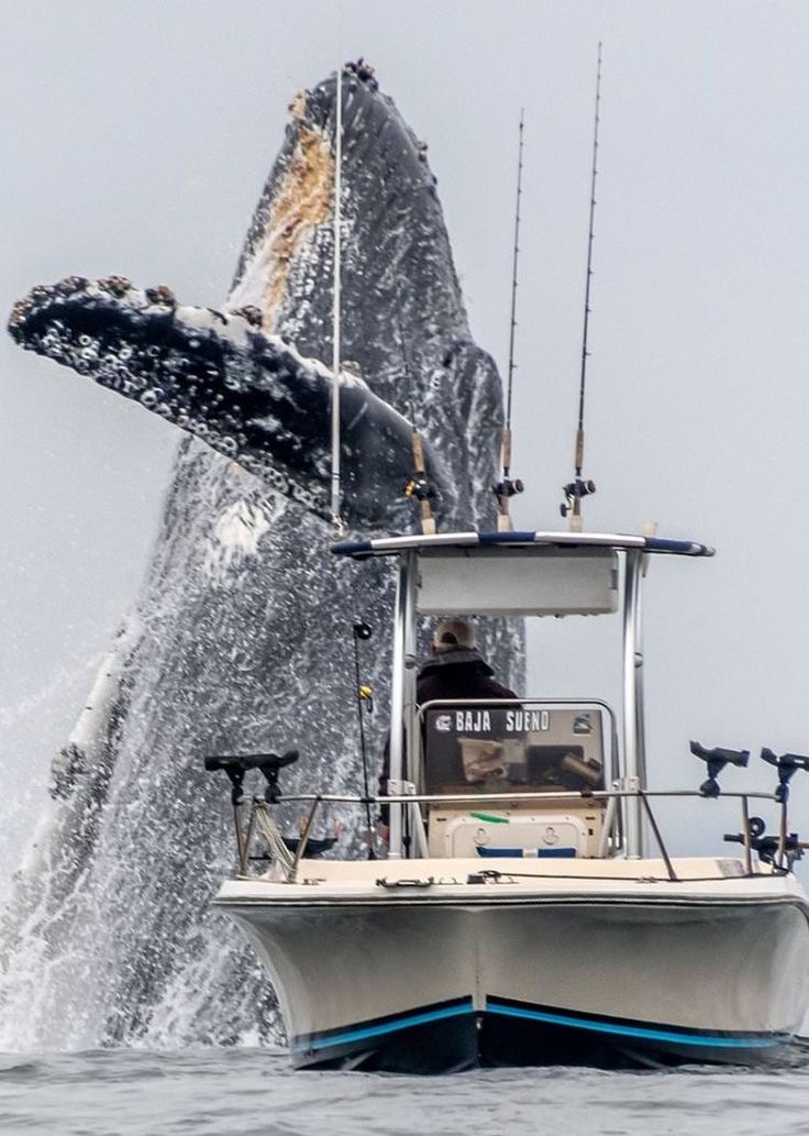 The Whale, The Boat, And a Deep Breath