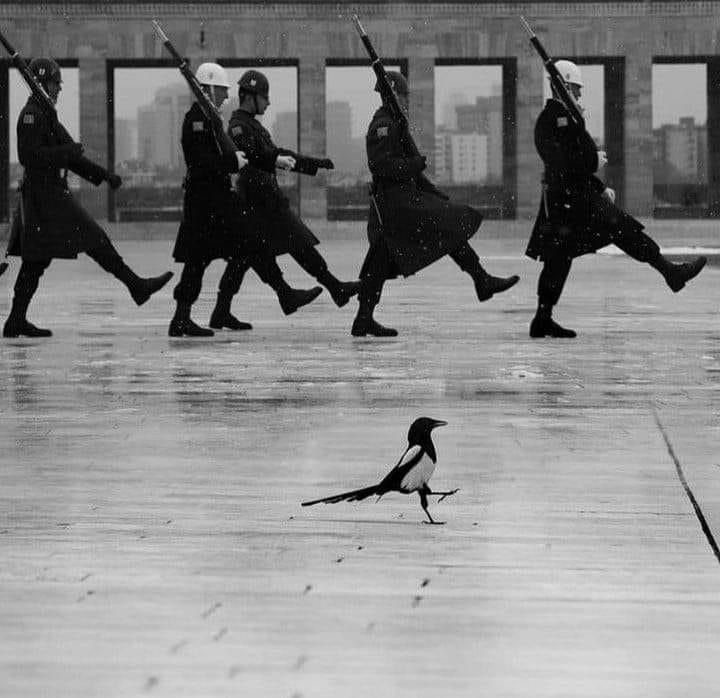 Bird’s Got Orders. And Swagger.