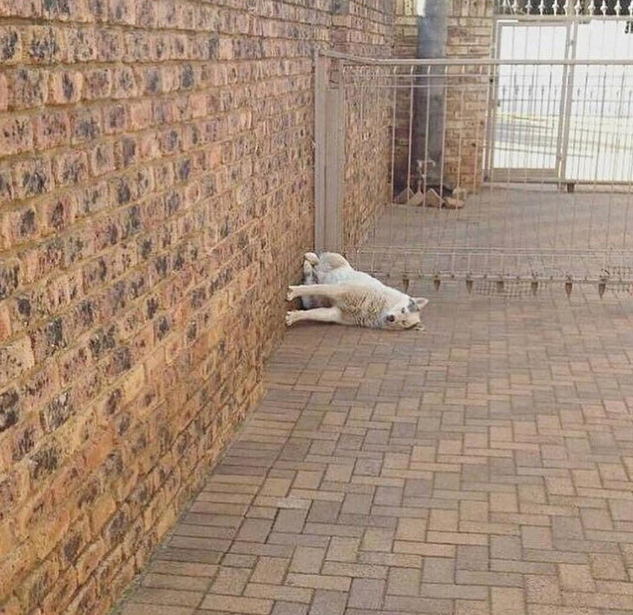 This dog is living in a different dimension.