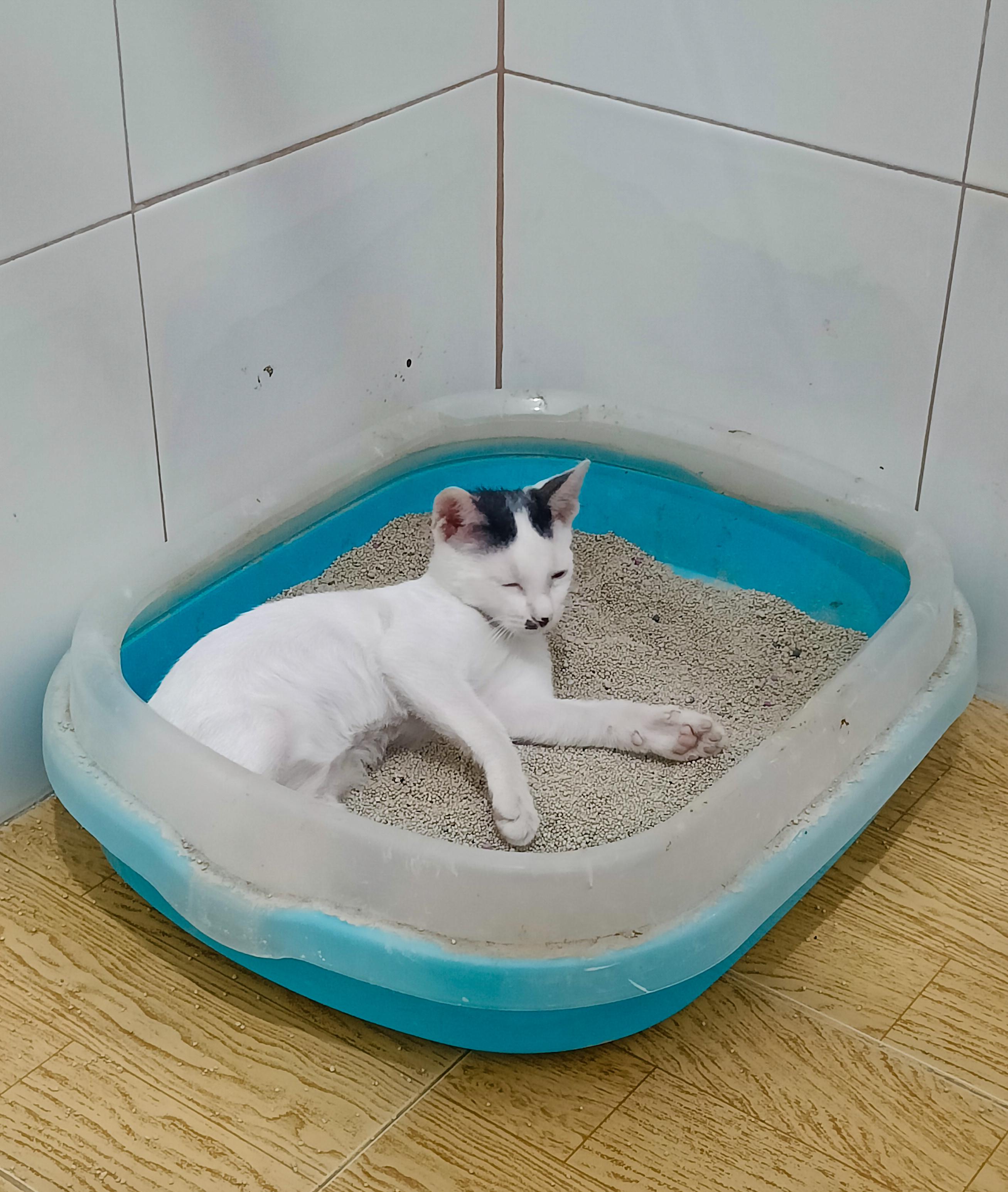 Cat litter box