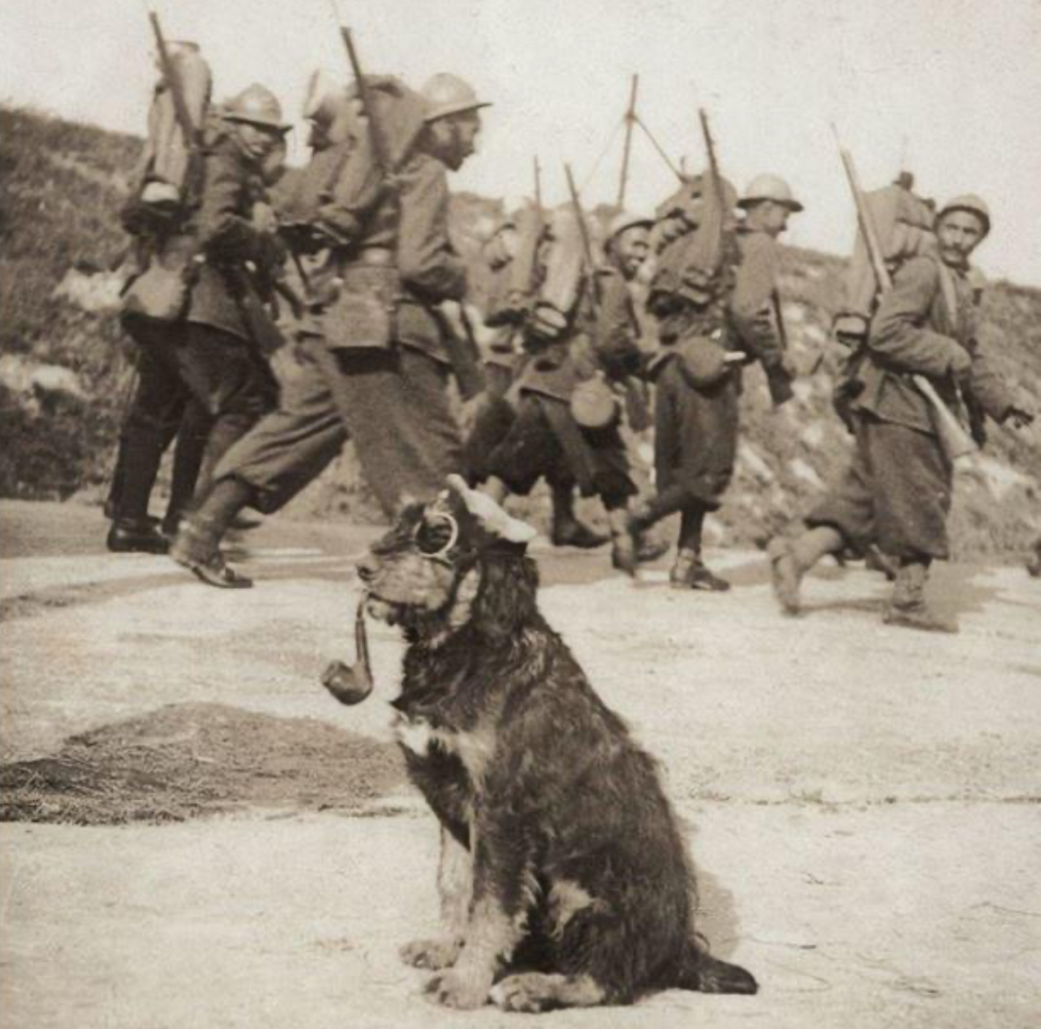 The Trench Dog with the Drip