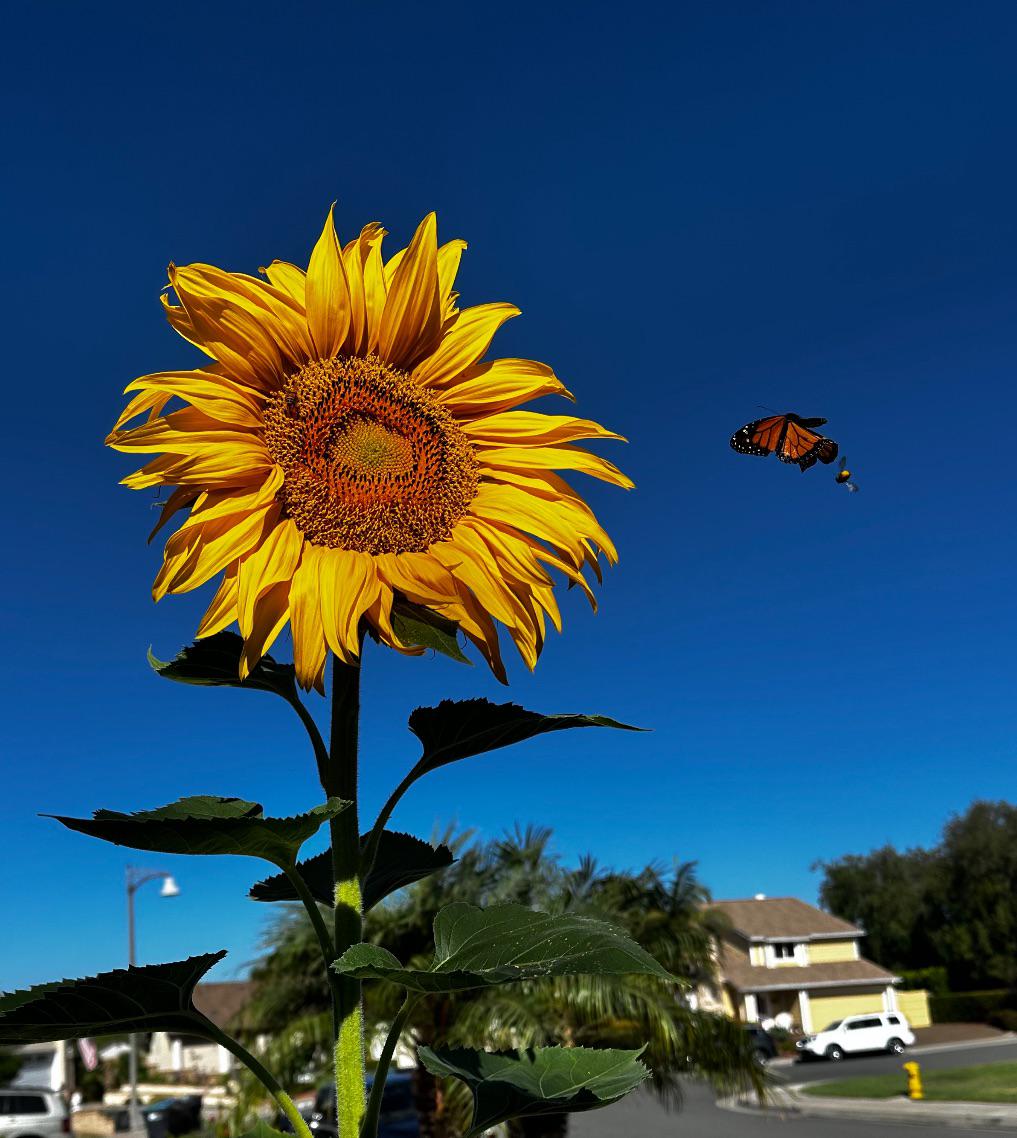 The butterfly chose the best moment to appear.