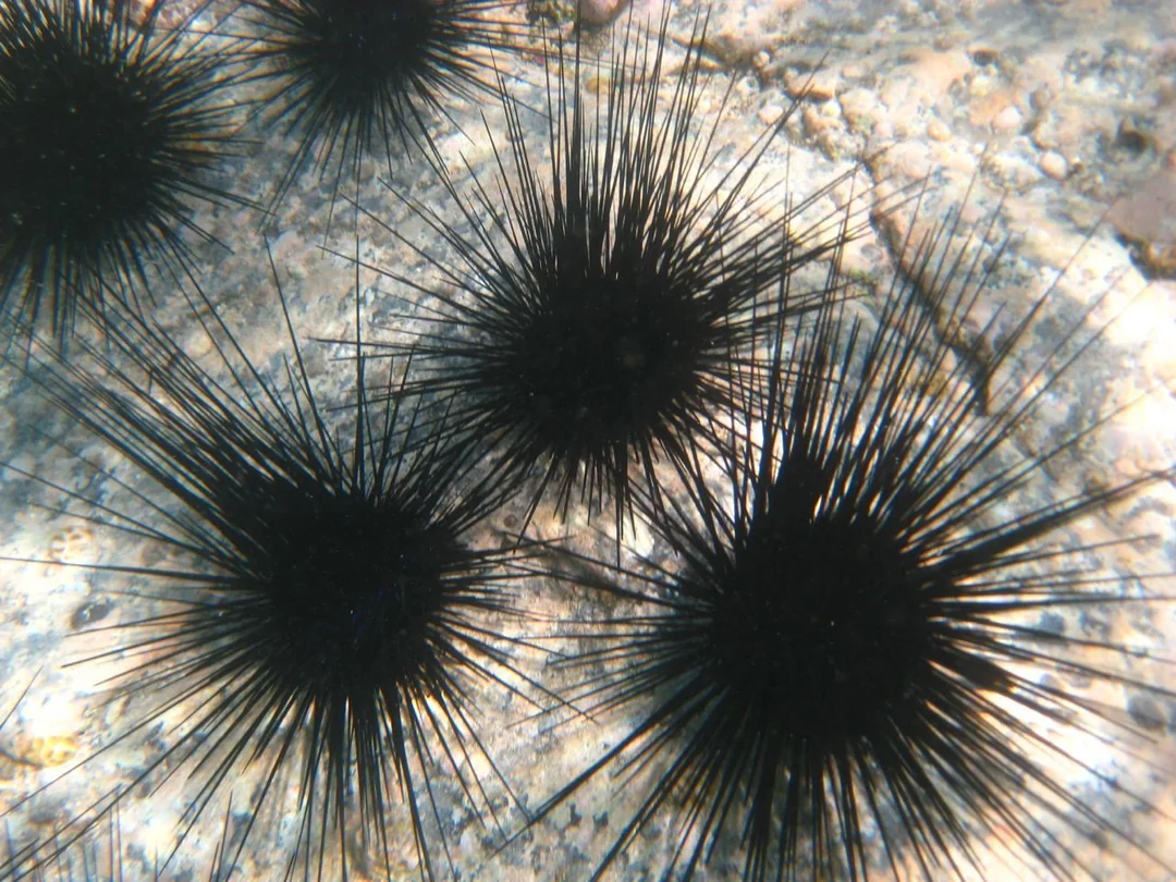 Underwater sea urchins