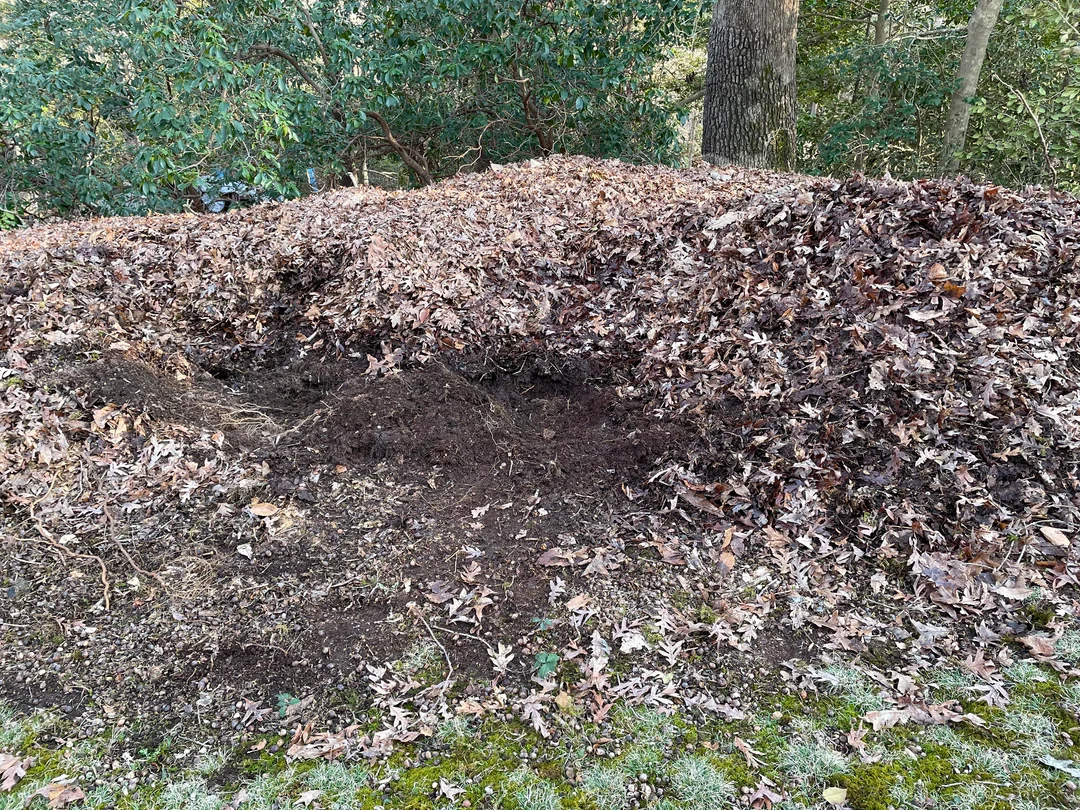 Pile of wet leaves