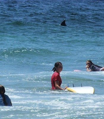 Girls Just Wanna Have Fins