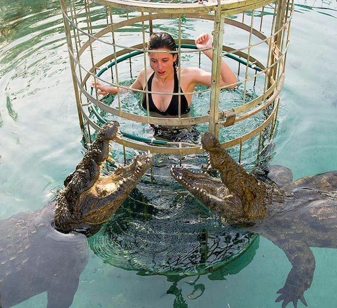Croc Cage Match