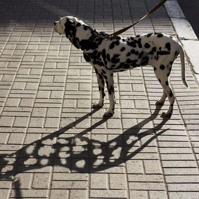 Dalmatian in Disguise