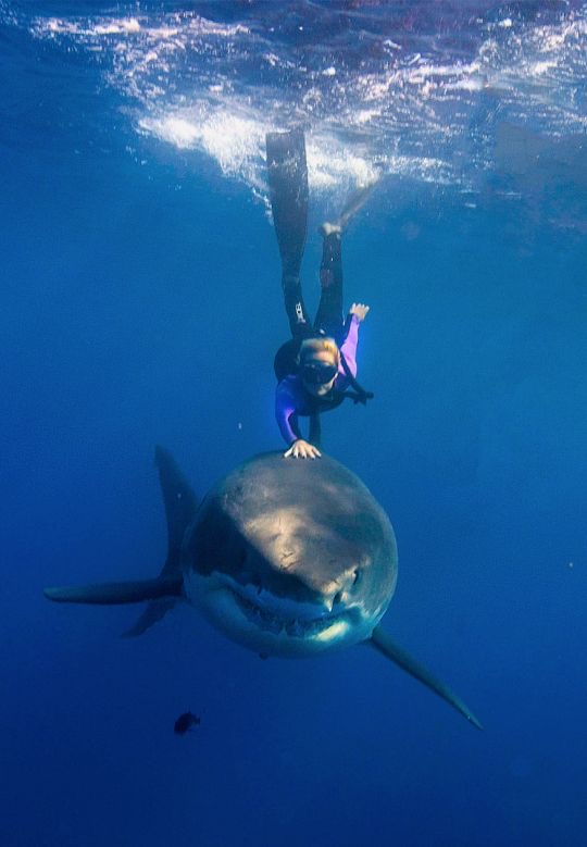 Shark? Let Me Just… Pet It.