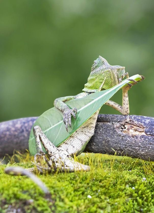 Chameleon Shreds the Leaf Solo