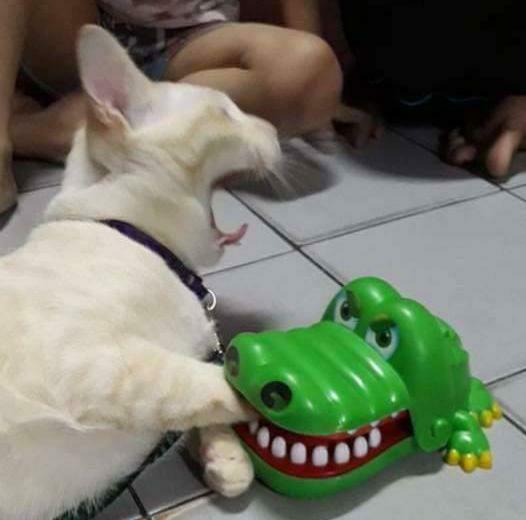 Curiosity meets plastic chaos.