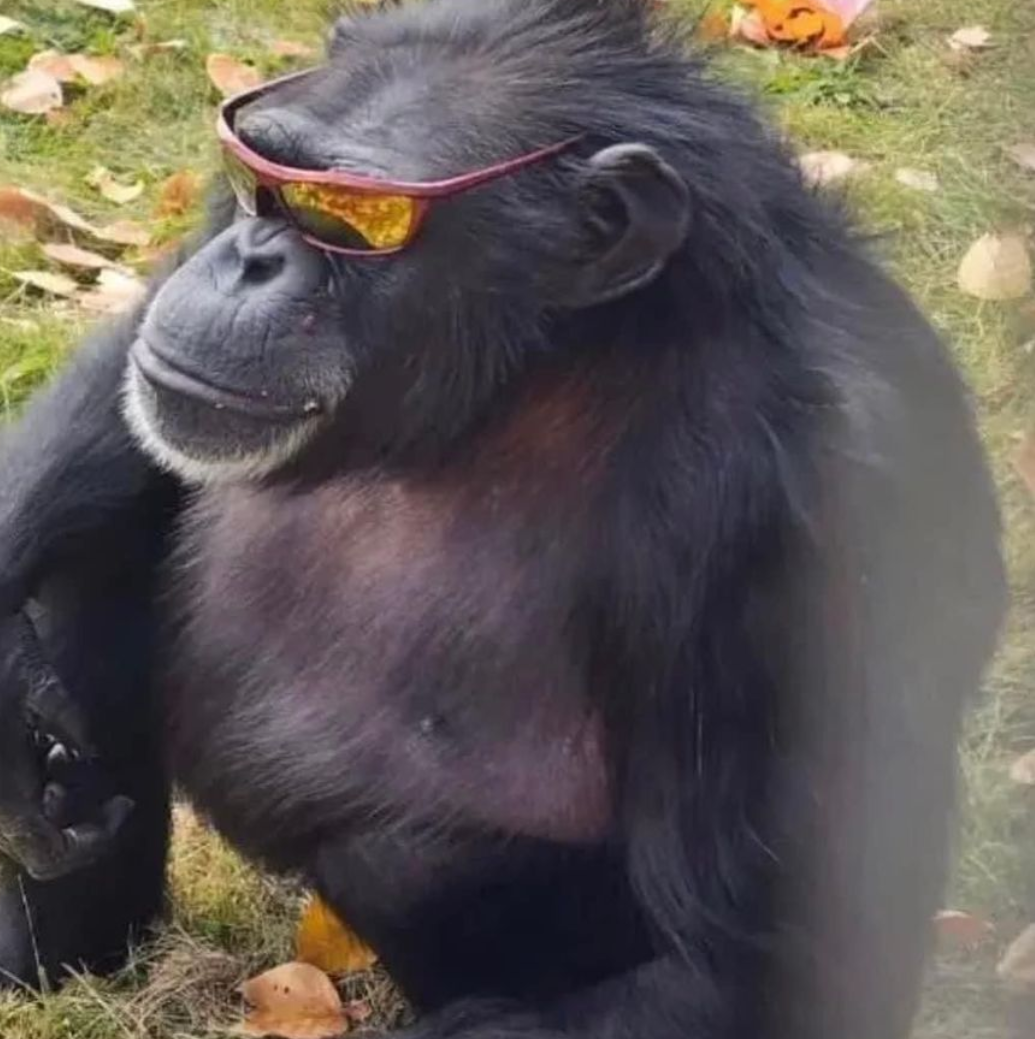 He's seen things at the zoo ok?