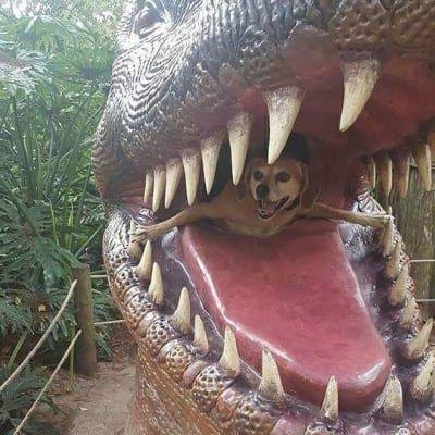 Jurassic Bark.
