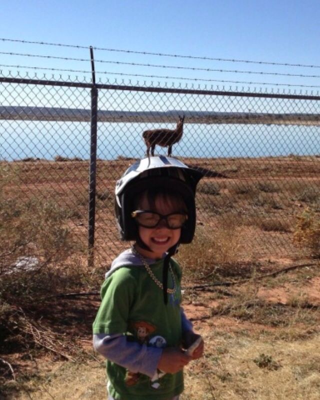 New Pokémon Unlocked