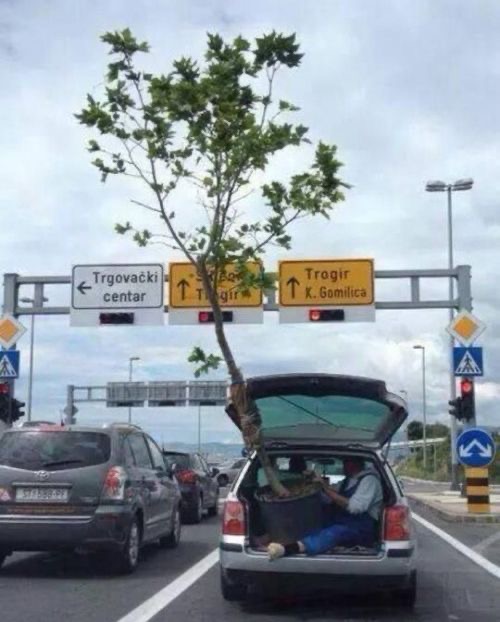 Tree Transport Trauma