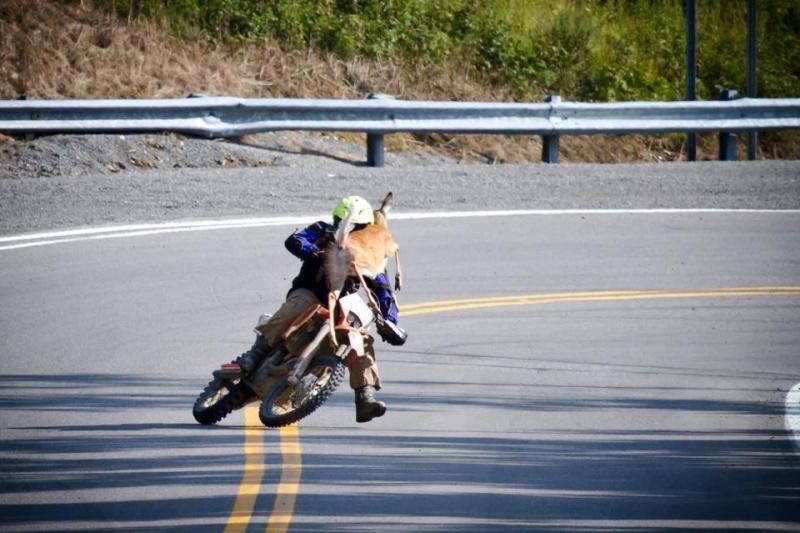 Deer Strike: The Remix