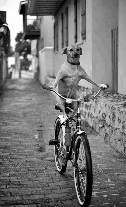 Dog on Two Wheels