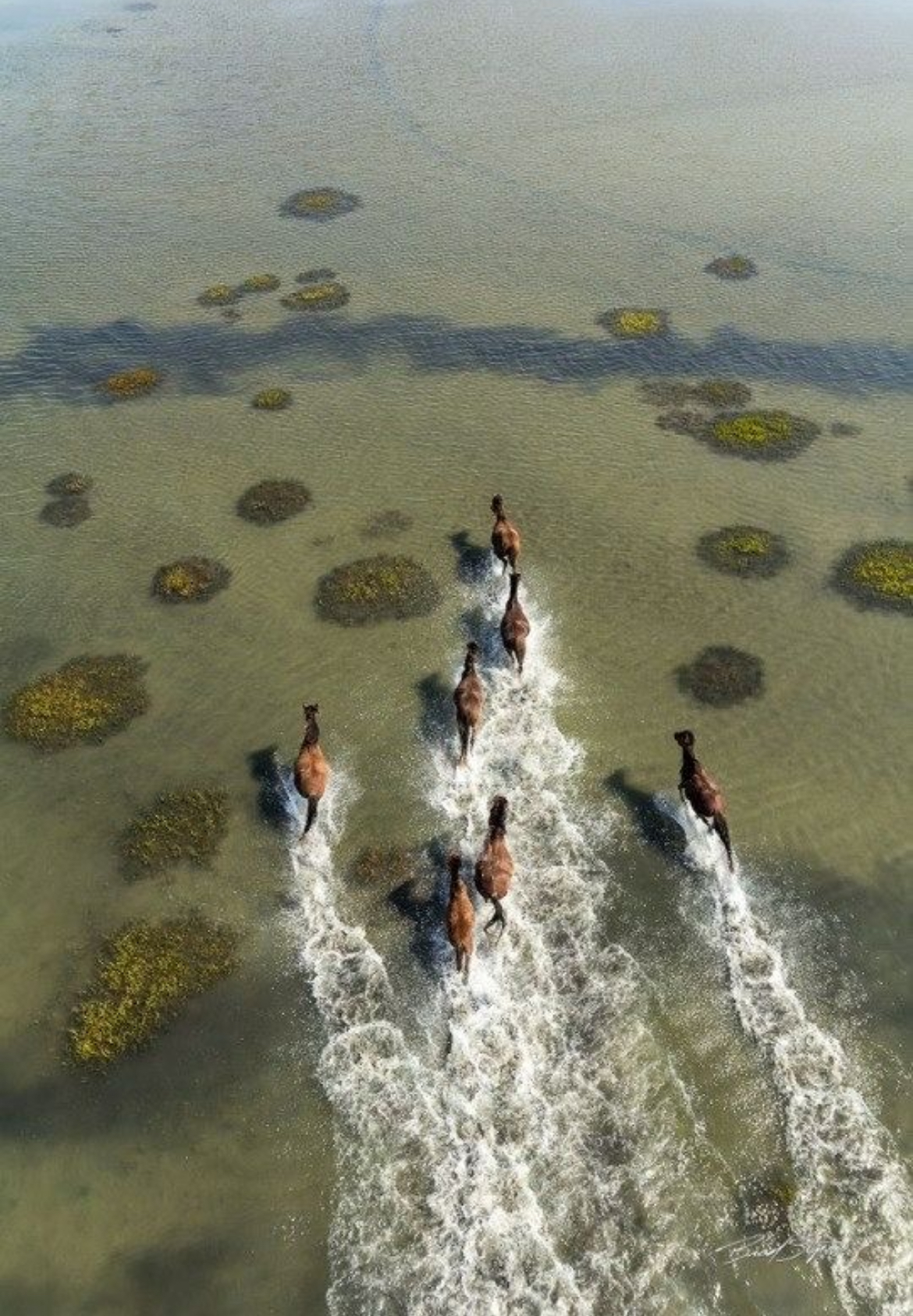 Sea Horses, Literally