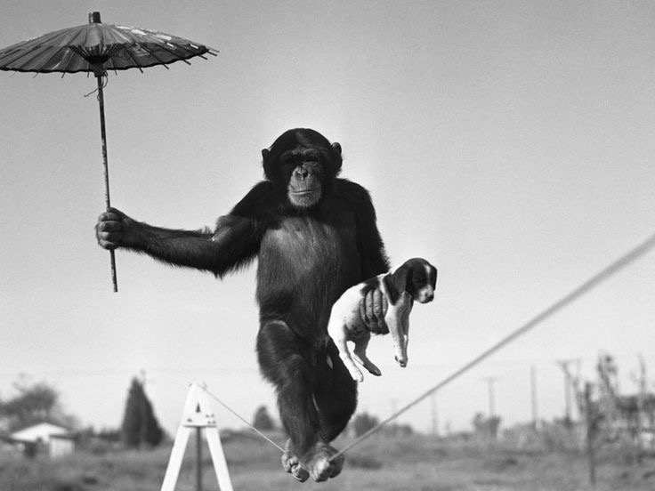 Tightrope Monkey
