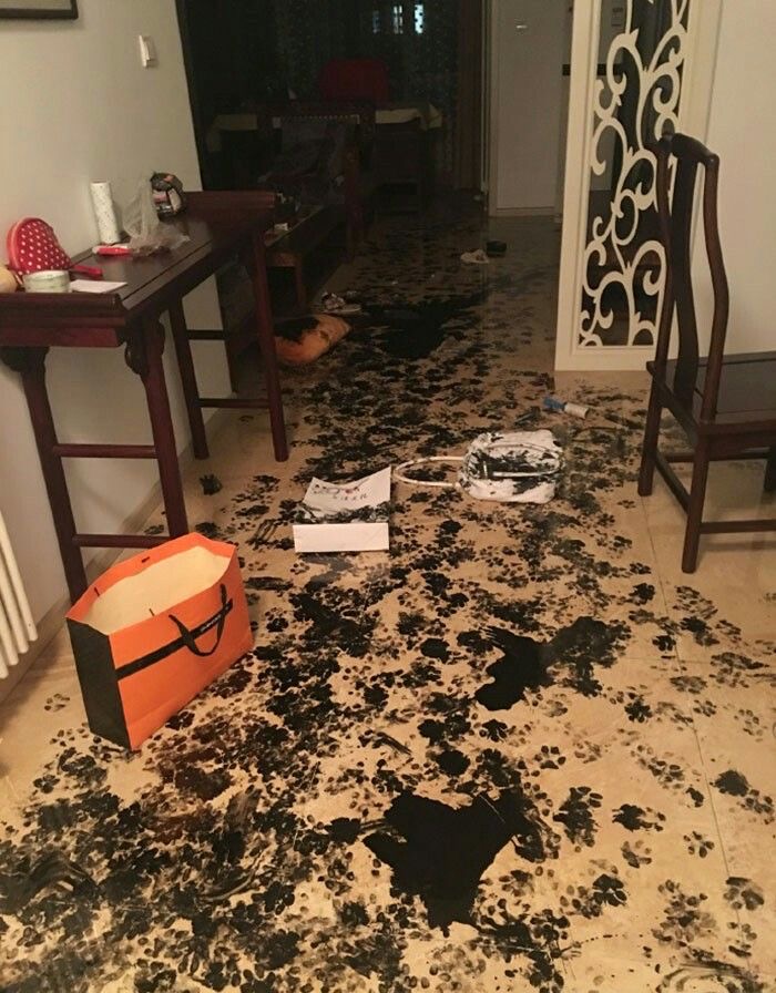 Dog + Paint = Modern Art Chaos
