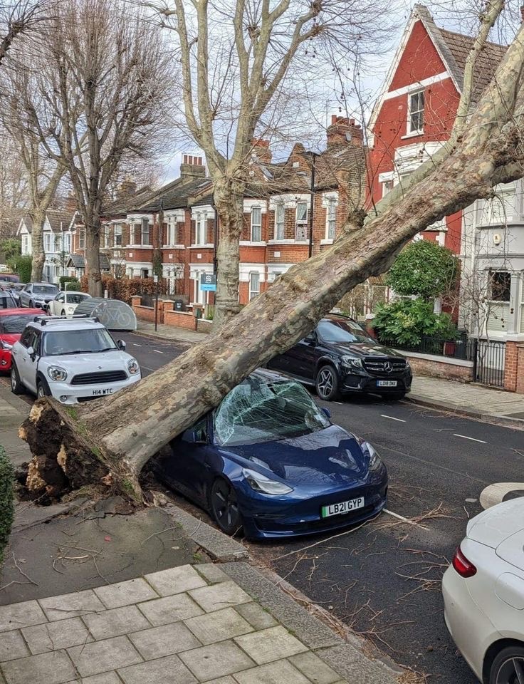 Timber! Car Flattened by a Falling Tree