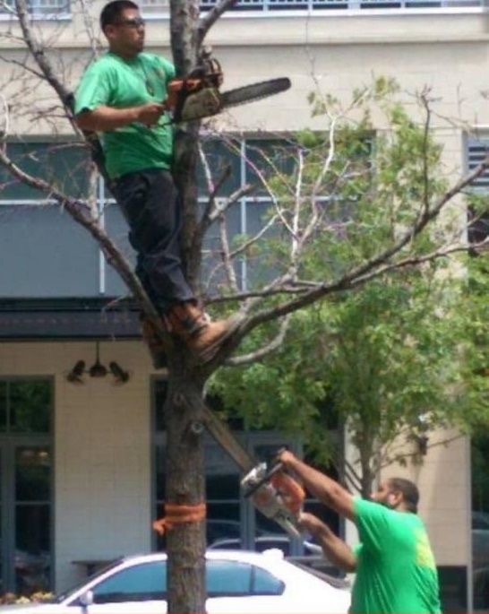Tree-Cutting Olympics