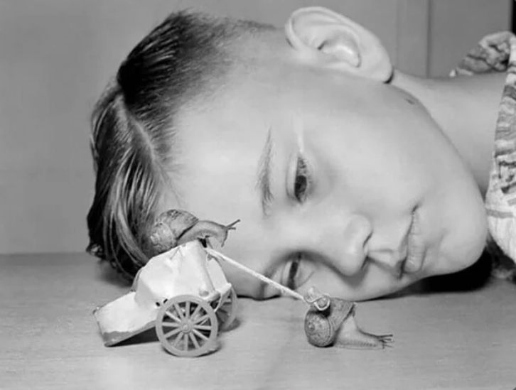 The Great Snail Chariot Race of 1954