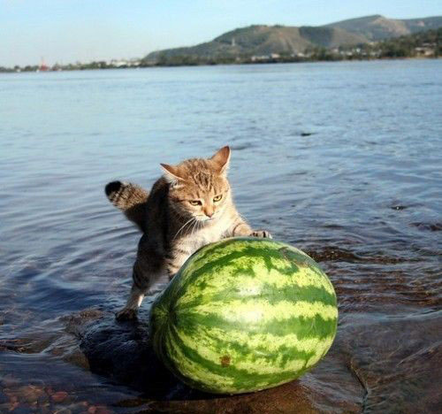 Watermelon cat
