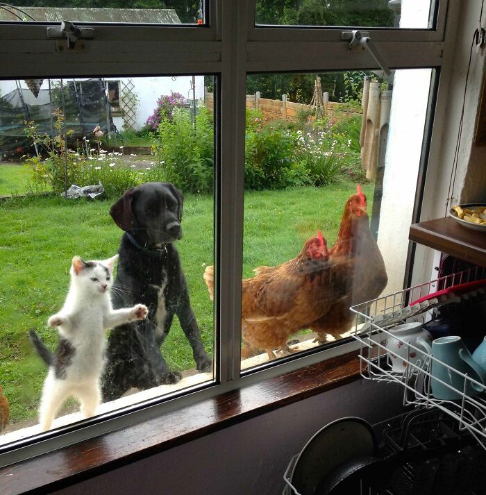 Animals through the window