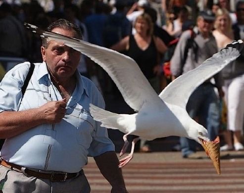 Ice Cream Thief with Wings