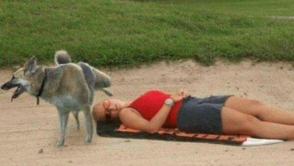 Beach Day, Dog’s Way