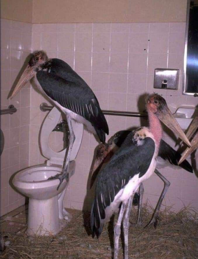 Birds in the Bathroom